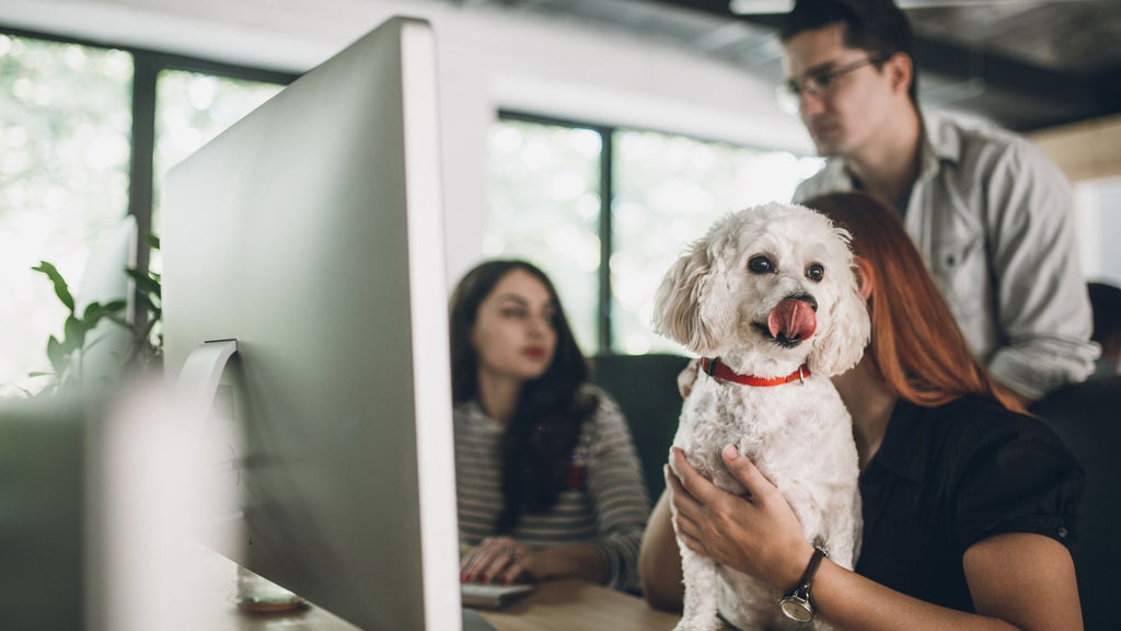Dogs In The Office: Benefits And Tips
