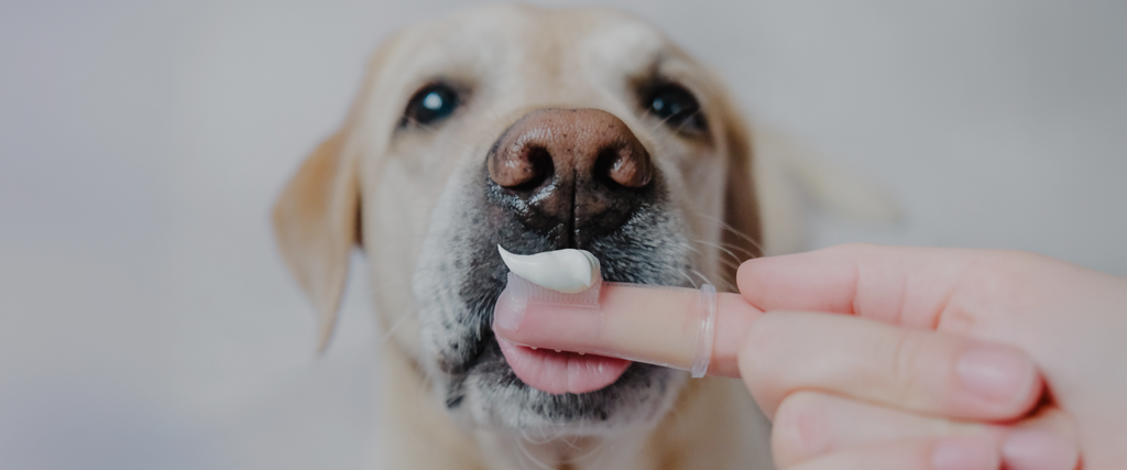 Dental Health in Dogs: How to Keep Your Dog's Teeth Healthy