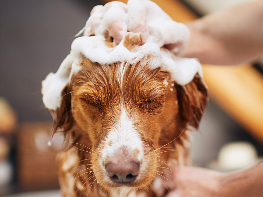 The Dos and Dont's of pet grooming | Prime100 USA LLC