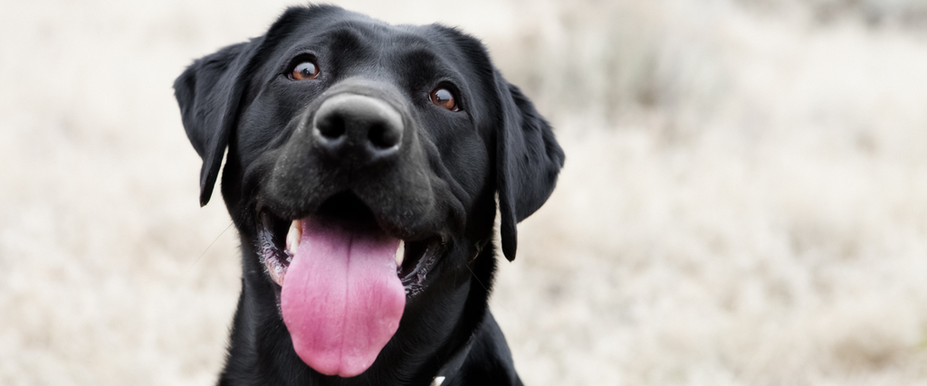 Understanding Food Sensitivities in Dogs